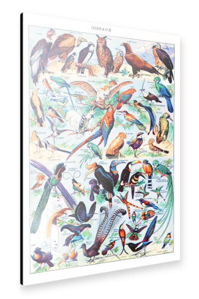 Alu-Dibond "Oiseaux" 30x20 cm artboxONE