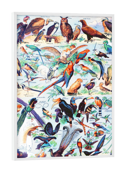 Poster mit weißem Rahmen "Oiseaux" artboxONE - Natur,Für Kinder,Tiere