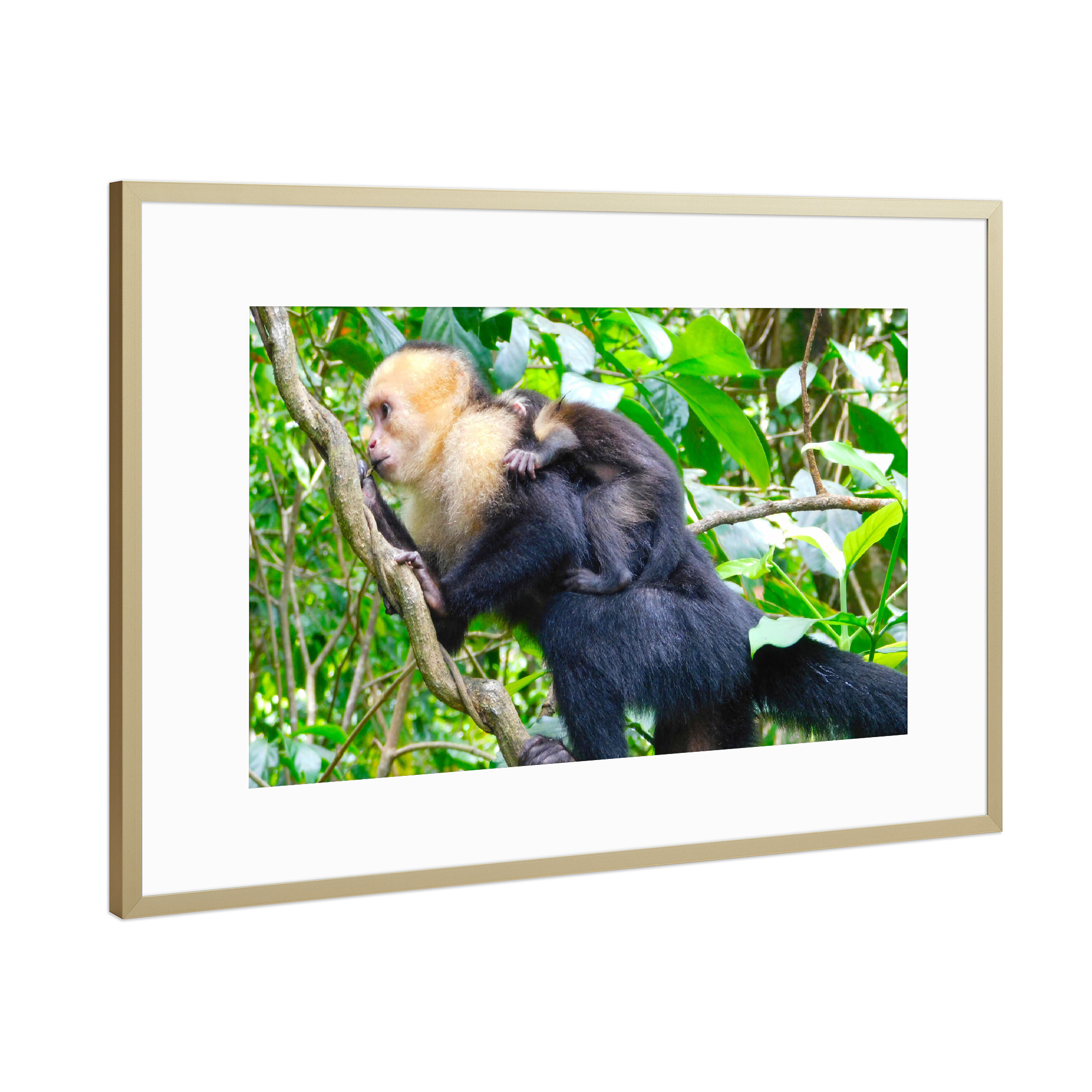 Poster mit Rahmen Gold "Kapuzineräffchen" artboxONE - Natur,Tiere