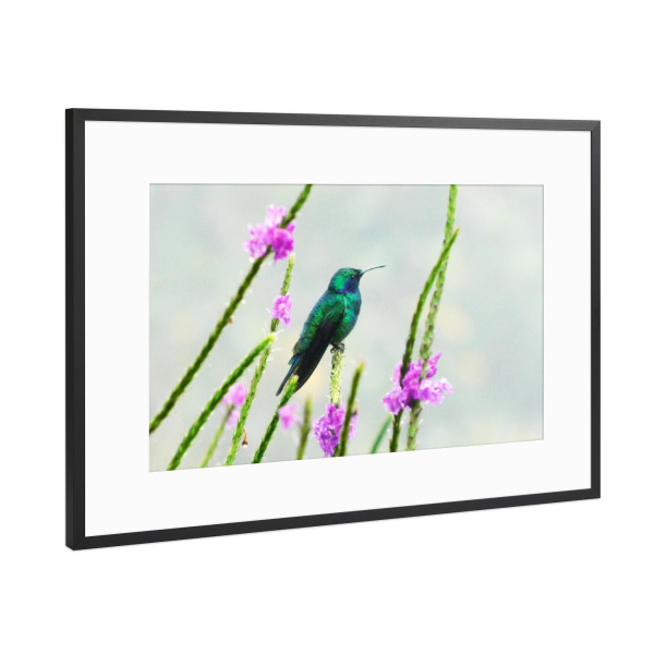 Poster mit Rahmen Schwarz (Metallic) "Grüner Kolibri" artboxONE - Natur,Tiere