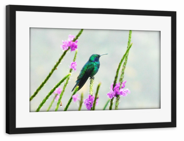 Poster mit Rahmen schwarz "Grüner Kolibri" artboxONE - Natur,Tiere - Kolibri,Hummingbird,Grün,Vogel,Vögel,Tropische,Fauna,Wildlife,Wildlifephotography