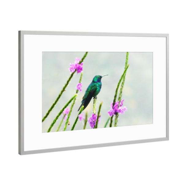 Poster mit Rahmen Silber "Grüner Kolibri" artboxONE - Natur,Tiere - Kolibri,Hummingbird,Grün,Vogel,Vögel,Tropische,Fauna,Wildlife,Wildlifephotography
