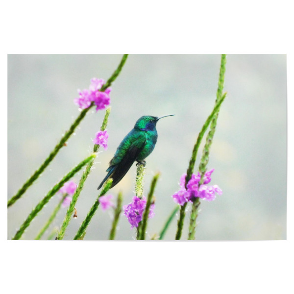Poster "Grüner Kolibri" artboxONE - Natur,Tiere - Kolibri,Hummingbird,Grün,Vogel,Vögel,Tropische,Fauna,Wildlife,Wildlifephotography