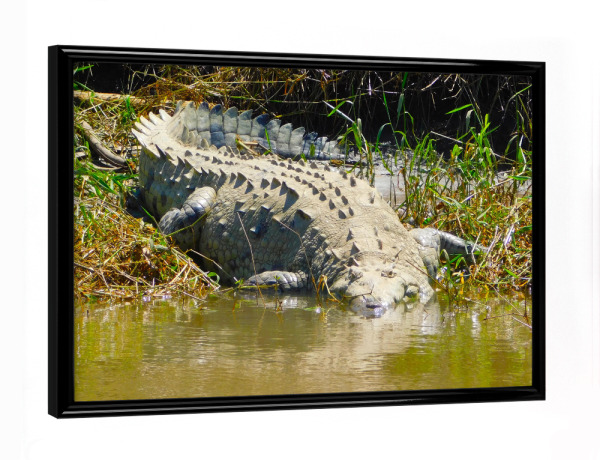 Poster mit schwarzem Rahmen "Das karibische Krokodil" artboxONE - Natur,Tiere - Krokodil,Tier,Wildlife,Fauna,Reptil,Karibik