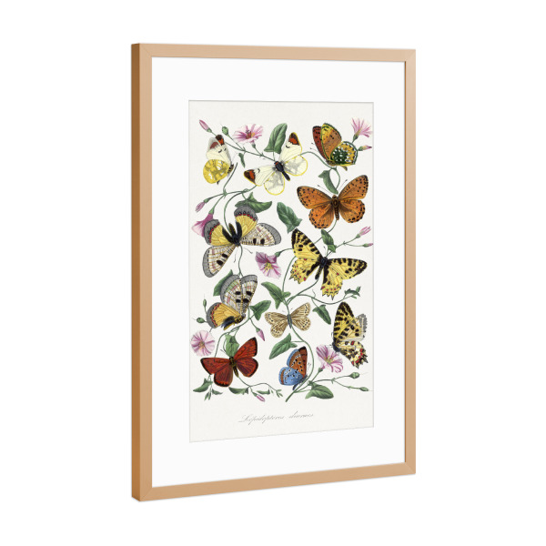 Poster mit Rahmen Kupfer "Paul Gervais - Schmetterling" artboxONE - Natur,Tiere