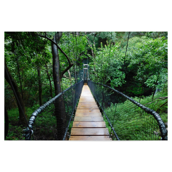 Poster "Hängebrücke im Dschungel" artboxONE - Natur,Reise,Reise / Länder - Hängebrücke,Dschungel,Regenwald,Grün,Urwald,Tropen,Costa rica