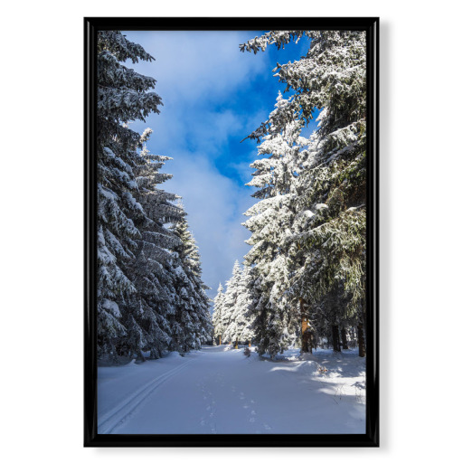 Sky, forest, snow, path