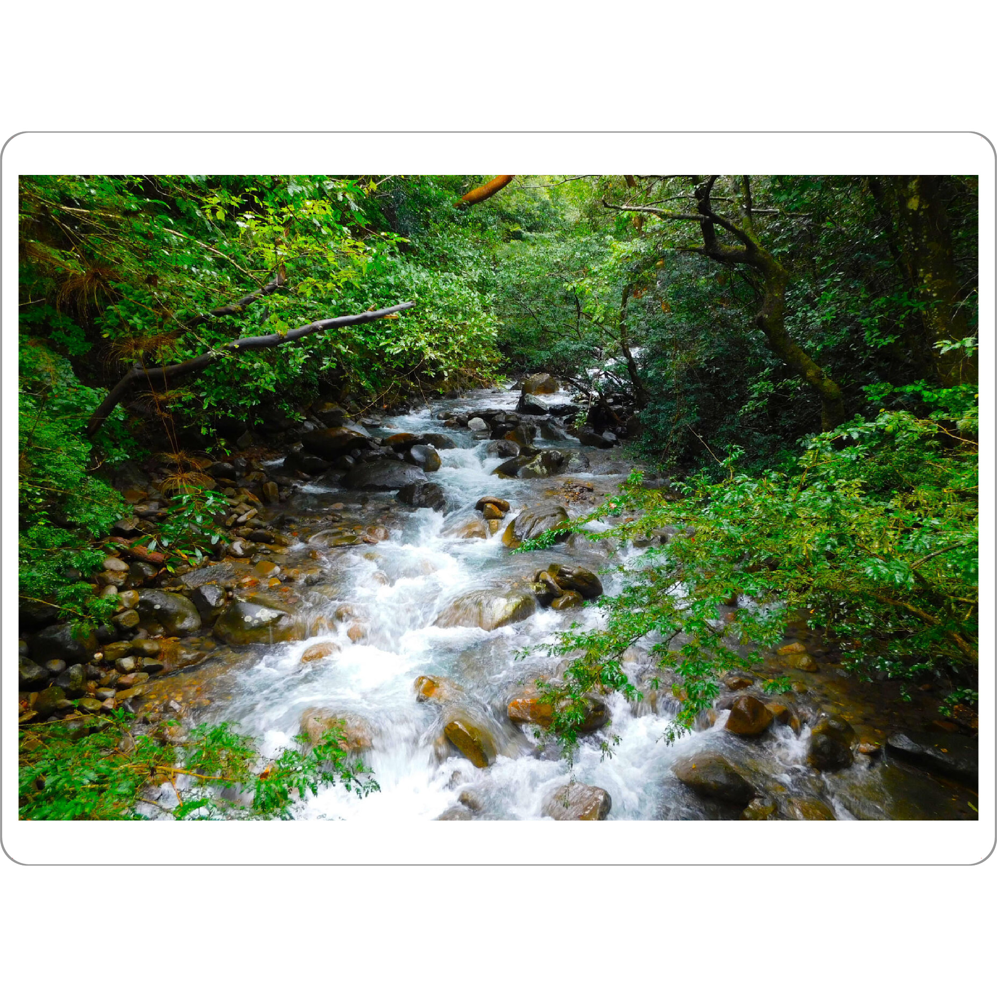Tischset "Bach im Dschungel" artboxONE - Natur,Reise,Reise / Länder - Bach,Stromschnellen,Dschungel,Regenwald,Grün,Urwald,Tropen,Costa rica