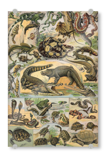 Acrylglasbild "Reptil" artboxONE - Natur,Für Kinder,Tiere