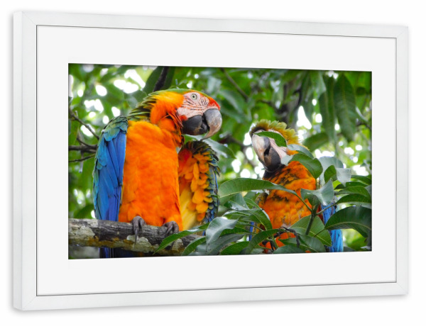 Poster mit Rahmen weiß "Gelbbrustaras" artboxONE - Reise,Tiere,Reise / Länder