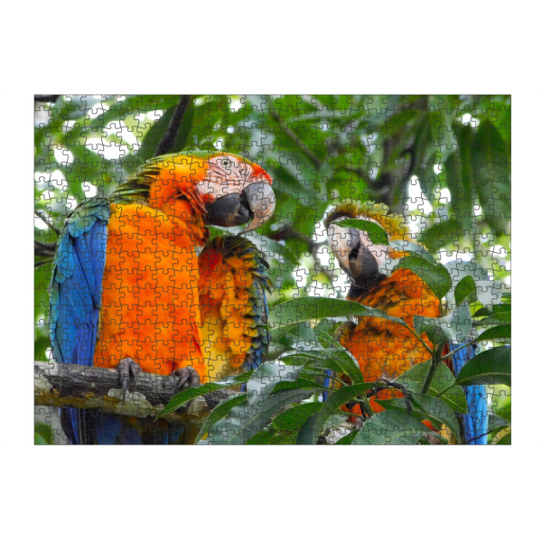 Puzzle Ravensburger "Gelbbrustaras" artboxONE - Reise,Tiere,Reise / Länder