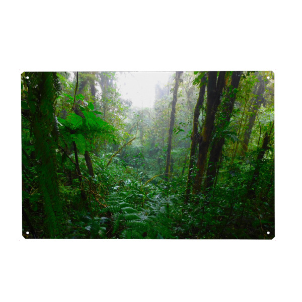 Holzbild "Der Urwald Costa Ricas" artboxONE - Natur,Reise,Reise / Länder - Dschungel,Regenwald,Grün,Urwald,Tropen,Costa rica,Nebelwald