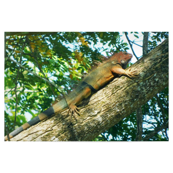 Poster "Ein grüner Leguan" artboxONE - Natur,Tiere - Leguan,Iguana,Grüner,Oranger,Echse,Reptil,Tier,Wildlife,Wildlifephotography,Wildlifeartprint