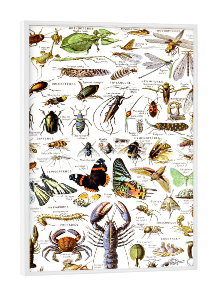 Poster mit weißem Rahmen "Arthropoden" artboxONE - Natur,Für Kinder,Tiere