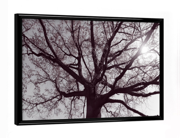 Poster mit schwarzem Rahmen "Verzweigter Baum, alte Eiche rosa" artboxONE - Natur,Reise,Floral,Abstrakt,Schwarzweiß