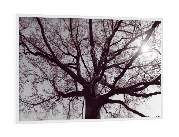 Poster mit weißem Rahmen "Verzweigter Baum, alte Eiche rosa" artboxONE - Natur,Reise,Floral,Abstrakt,Schwarzweiß