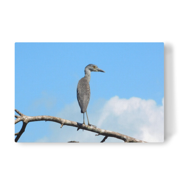 Leinwandbild "Schmuckreiher" artboxONE - Tiere - Schmuckreiher,Reiher,Vogel,Vögel,Wildlife,Wildlifephotography,Wildlifeartprint