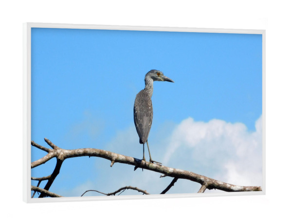 Poster mit weißem Rahmen "Schmuckreiher" artboxONE - Tiere - Schmuckreiher,Reiher,Vogel,Vögel,Wildlife,Wildlifephotography,Wildlifeartprint