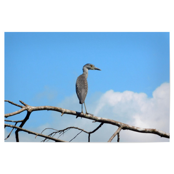 Poster 30x20 cm "Schmuckreiher" artboxONE - Tiere - Schmuckreiher,Reiher,Vogel,Vögel,Wildlife,Wildlifephotography,Wildlifeartprint