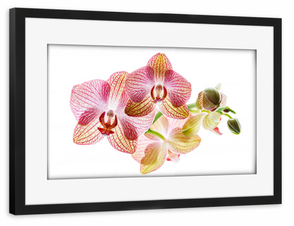 Poster mit Rahmen schwarz "Orchideenblüte" artboxONE - Floral - Orchidee,Blume,Blüte,Orchideenblüte,Phalaenopsis,Pflanze