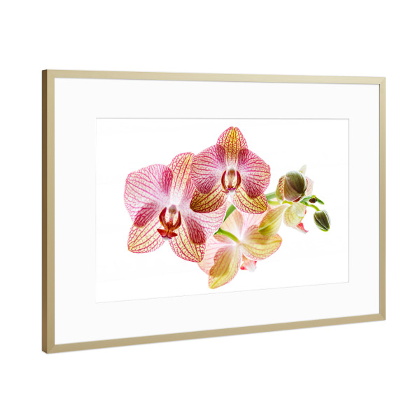Poster mit Rahmen Gold "Orchideenblüte" artboxONE - Floral - Orchidee,Blume,Blüte,Orchideenblüte,Phalaenopsis,Pflanze