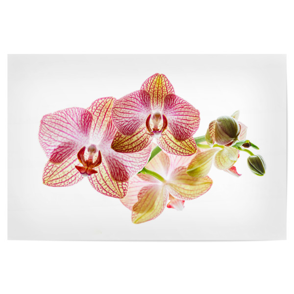 Poster "Orchideenblüte" artboxONE - Floral - Orchidee,Blume,Blüte,Orchideenblüte,Phalaenopsis,Pflanze