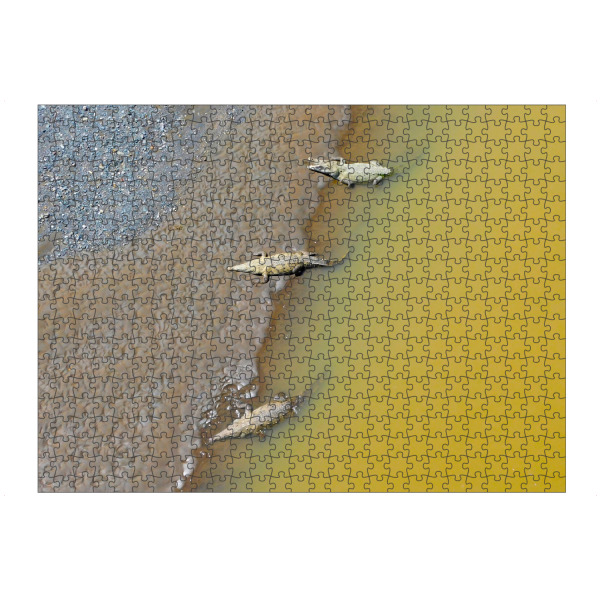 artboxONE Puzzle "Karibische Krokodile" artboxONE - Natur,Tiere - Krokodil,Tier,Wildlife,Fauna,Reptil,Karibik,Krokodile - Bild krokodil
