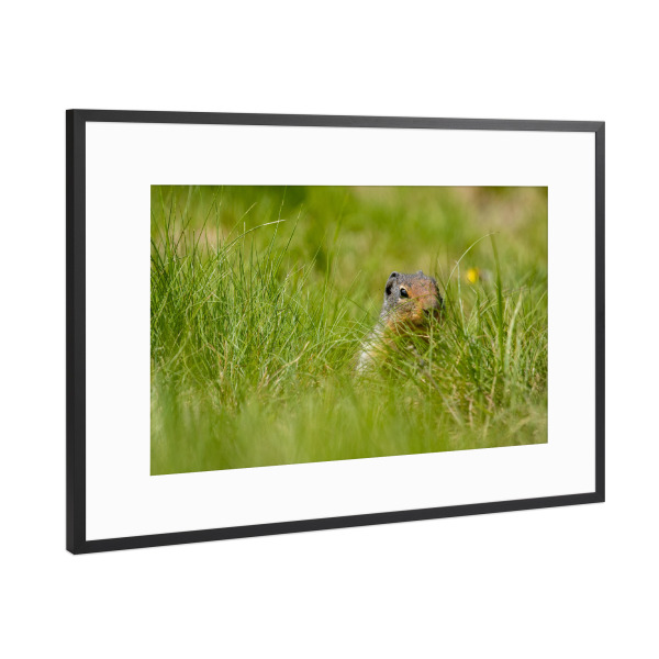 Poster mit Rahmen Schwarz (Metallic) "Präriehund auf der Wiese" artboxONE - Natur,Tiere