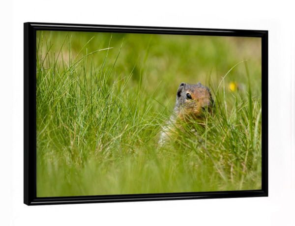 Poster mit schwarzem Rahmen "Präriehund auf der Wiese" artboxONE - Natur,Tiere