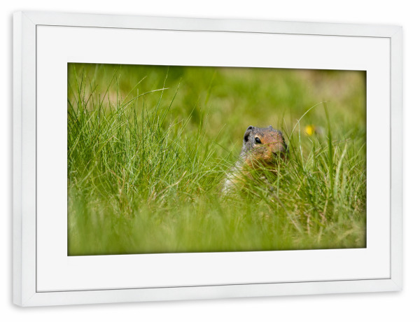 Poster mit Rahmen weiß "Präriehund auf der Wiese" artboxONE - Natur,Tiere