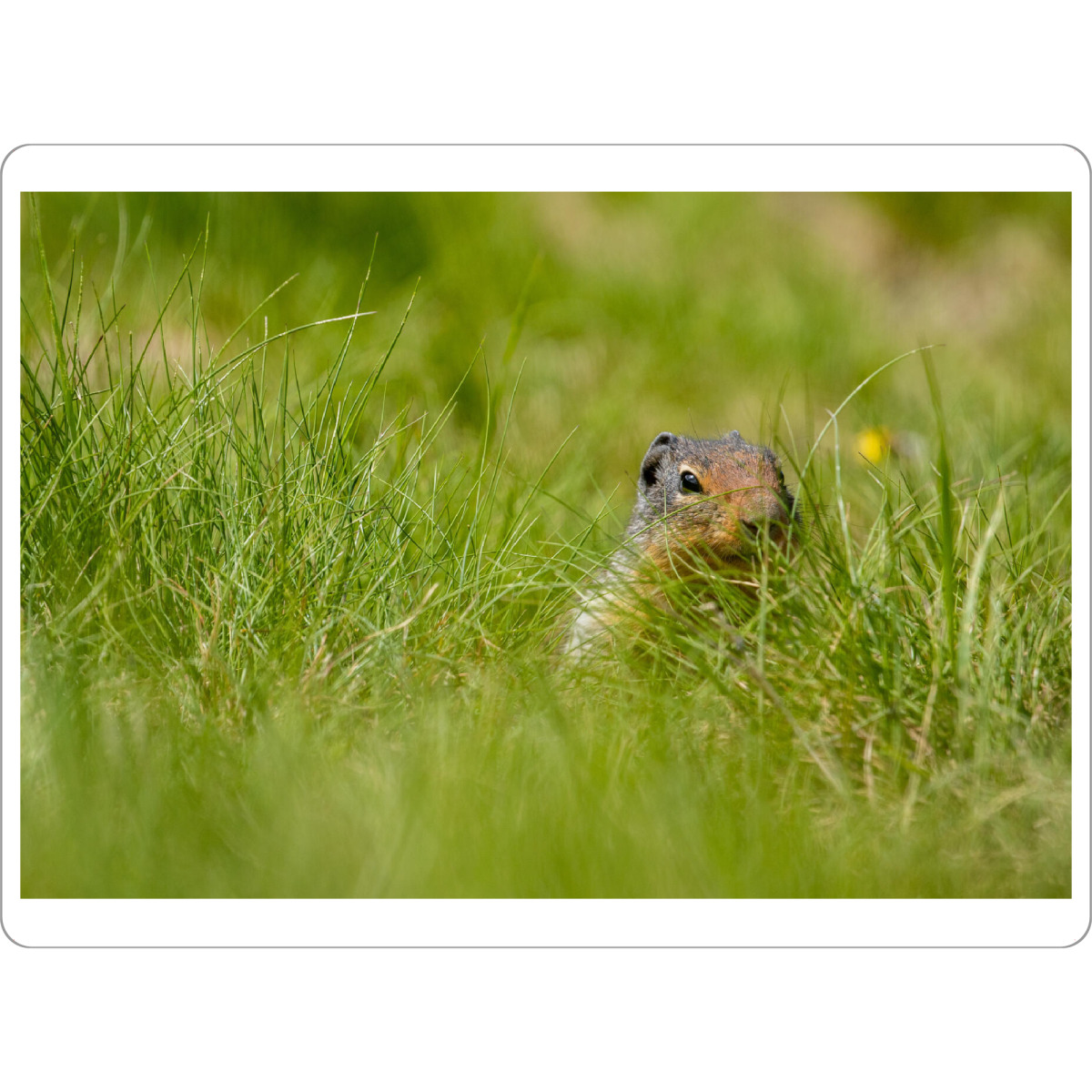 Tischset "Präriehund auf der Wiese" artboxONE - Natur,Tiere - Präriehund,Kanada,Rocky mountains,Murmeltier,Ziesel,Wildlife,Nagetier,Erdhörnchen