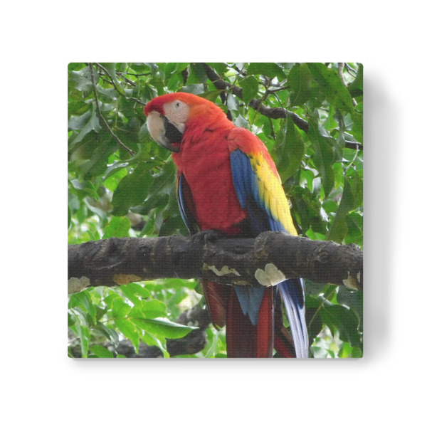 Leinwandbild "Roter Ara" artboxONE - Natur,Tiere - Ara,Aras,Papagei,Papageien,Vögel,Vogel,Wildlife,Wildlifeartprint,Wildlifephotography,Rot,Tier