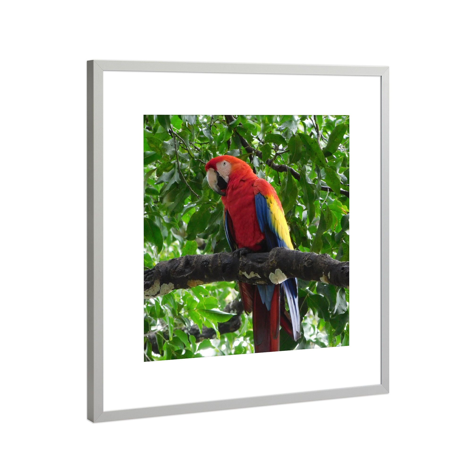 Poster mit Rahmen Silber "Roter Ara" artboxONE - Natur,Tiere