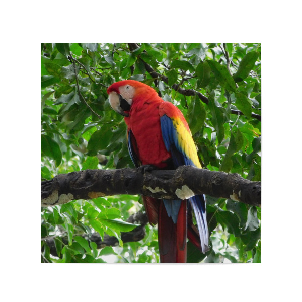 Poster 20x20 cm "Roter Ara" artboxONE - Natur,Tiere - Ara,Aras,Papagei,Papageien,Vögel,Vogel,Wildlife,Wildlifeartprint,Wildlifephotography,Rot,Tier