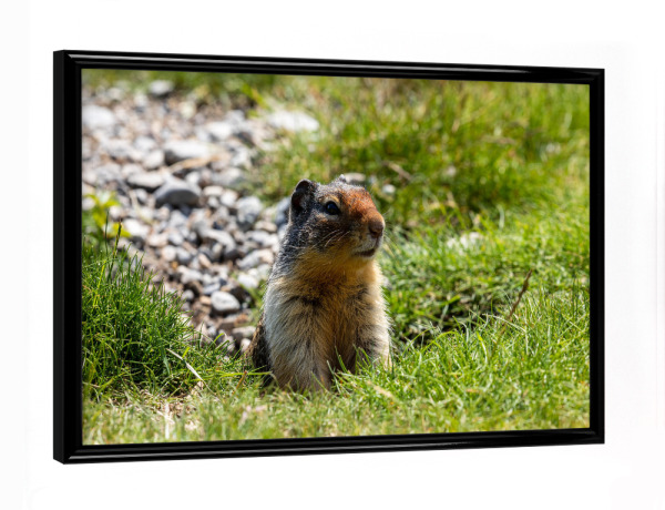 Poster mit schwarzem Rahmen "Präriehund in den Rocky Mountains" artboxONE - Natur,Tiere