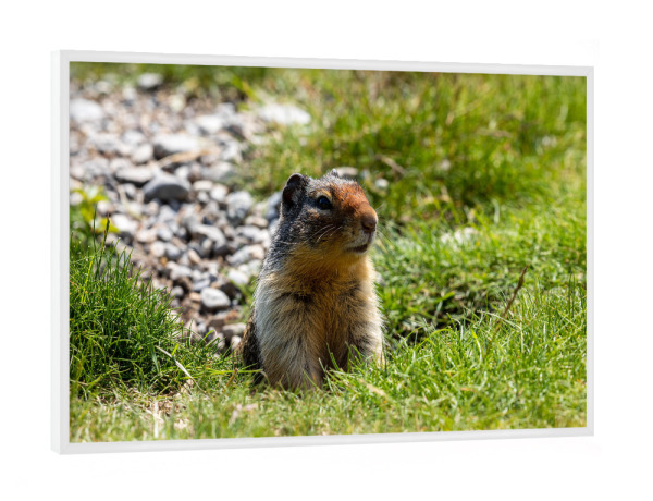 Poster mit weißem Rahmen "Präriehund in den Rocky Mountains" artboxONE - Natur,Tiere