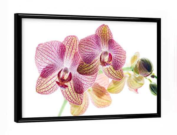 Poster mit schwarzem Rahmen "Die Blüte einer Orchidee" artboxONE - Floral - Orchidee,Blume,Blüte,Orchideenblüte,Phalaenopsis,Pflanze