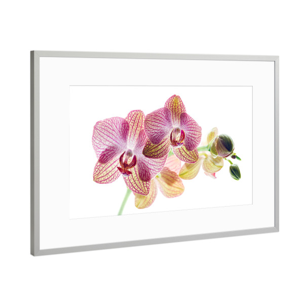 Poster mit Rahmen Silber "Die Blüte einer Orchidee" artboxONE - Floral - Orchidee,Blume,Blüte,Orchideenblüte,Phalaenopsis,Pflanze