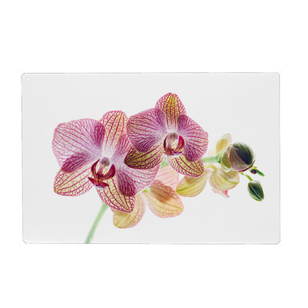 Holzbild "Die Blüte einer Orchidee" artboxONE - Floral - Orchidee,Blume,Blüte,Orchideenblüte,Phalaenopsis,Pflanze