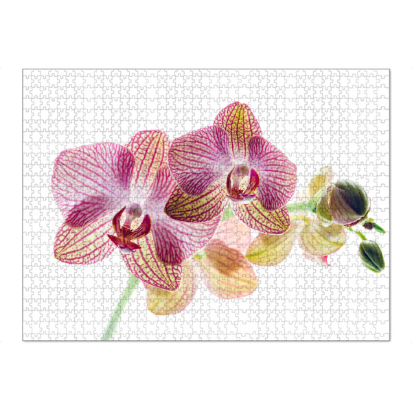 Puzzle Ravensburger "Die Blüte einer Orchidee" artboxONE - Floral - Orchidee,Blume,Blüte,Orchideenblüte,Phalaenopsis,Pflanze - Bild orchidee