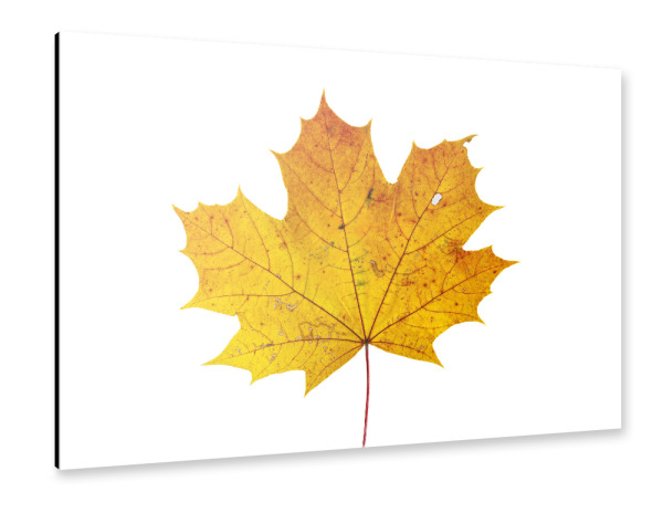 Alu-Dibond "Ahornlaub im Herbst" 30x20 cm artboxONE