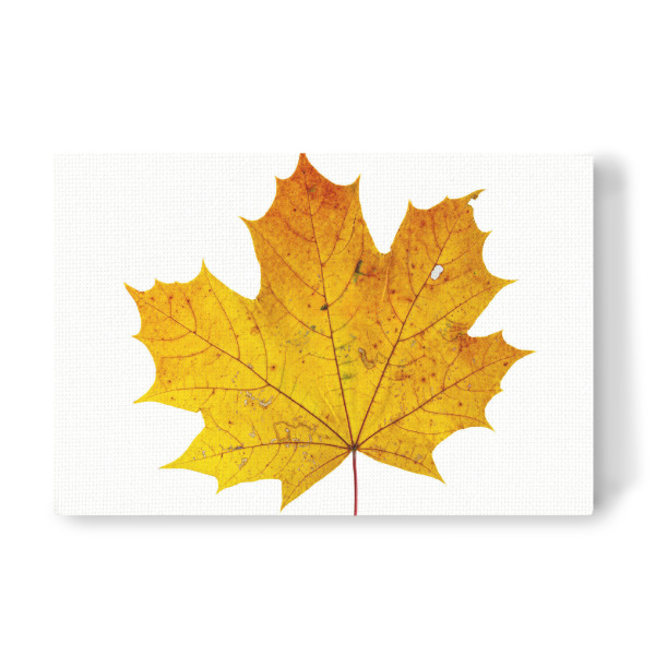 Leinwandbild "Ahornlaub im Herbst" artboxONE - Natur - Herbst,Blatt,Ahorn,Ahornblatt,Pflanze,Laub,Herbstblatt,Herbstlaub