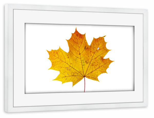 Poster mit Rahmen weiß "Ahornlaub im Herbst" artboxONE - Natur - Herbst,Blatt,Ahorn,Ahornblatt,Pflanze,Laub,Herbstblatt,Herbstlaub