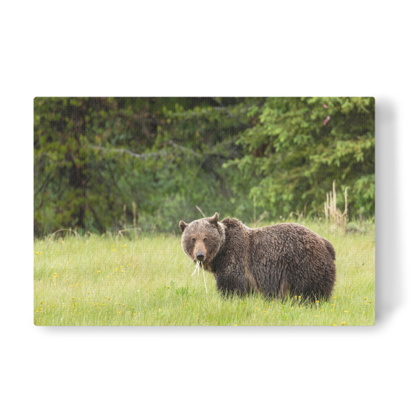 Leinwandbild "Grizzly auf einer Wiese" artboxONE - Natur,Tiere - Bär,Braunbär,Grizzly,Grizzlybär,Kanada,Alaska,Wildlife,Gefahr,Gefährlich,Natur