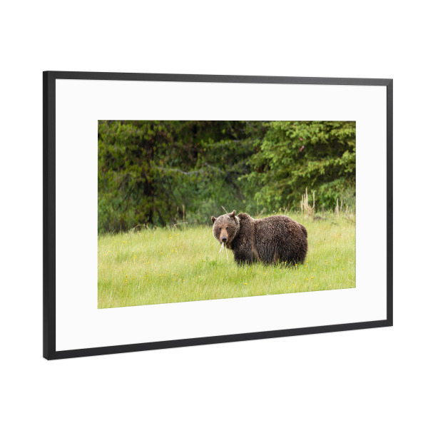 Poster mit Rahmen Schwarz (Metallic) "Grizzly auf einer Wiese" artboxONE - Natur,Tiere