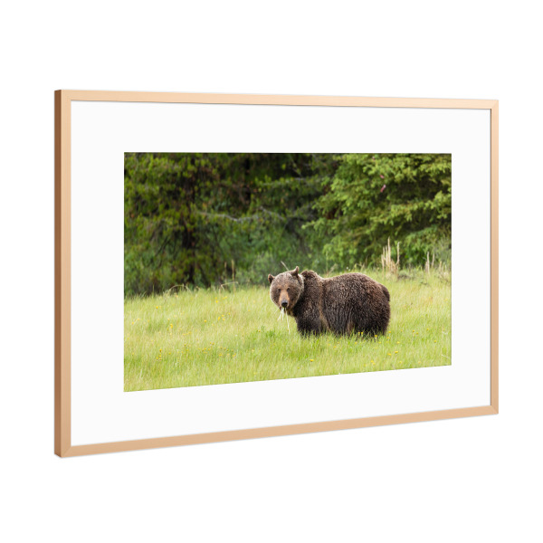Poster mit Rahmen Kupfer "Grizzly auf einer Wiese" artboxONE - Natur,Tiere