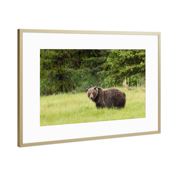 Poster mit Rahmen Gold "Grizzly auf einer Wiese" artboxONE - Natur,Tiere