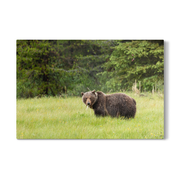 Galerie-Print "Grizzly auf einer Wiese" 30x20 cm artboxONE