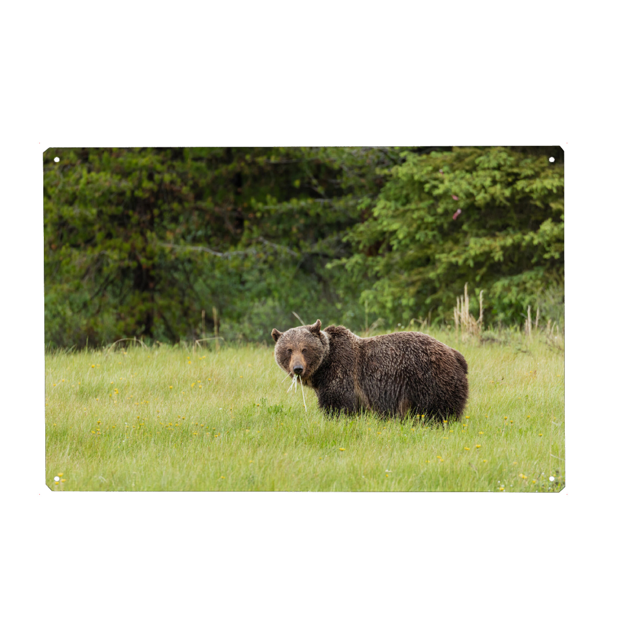 Holzbild "Grizzly auf einer Wiese" artboxONE - Natur,Tiere - Bär,Braunbär,Grizzly,Grizzlybär,Kanada,Alaska,Wildlife,Gefahr,Gefährlich,Natur