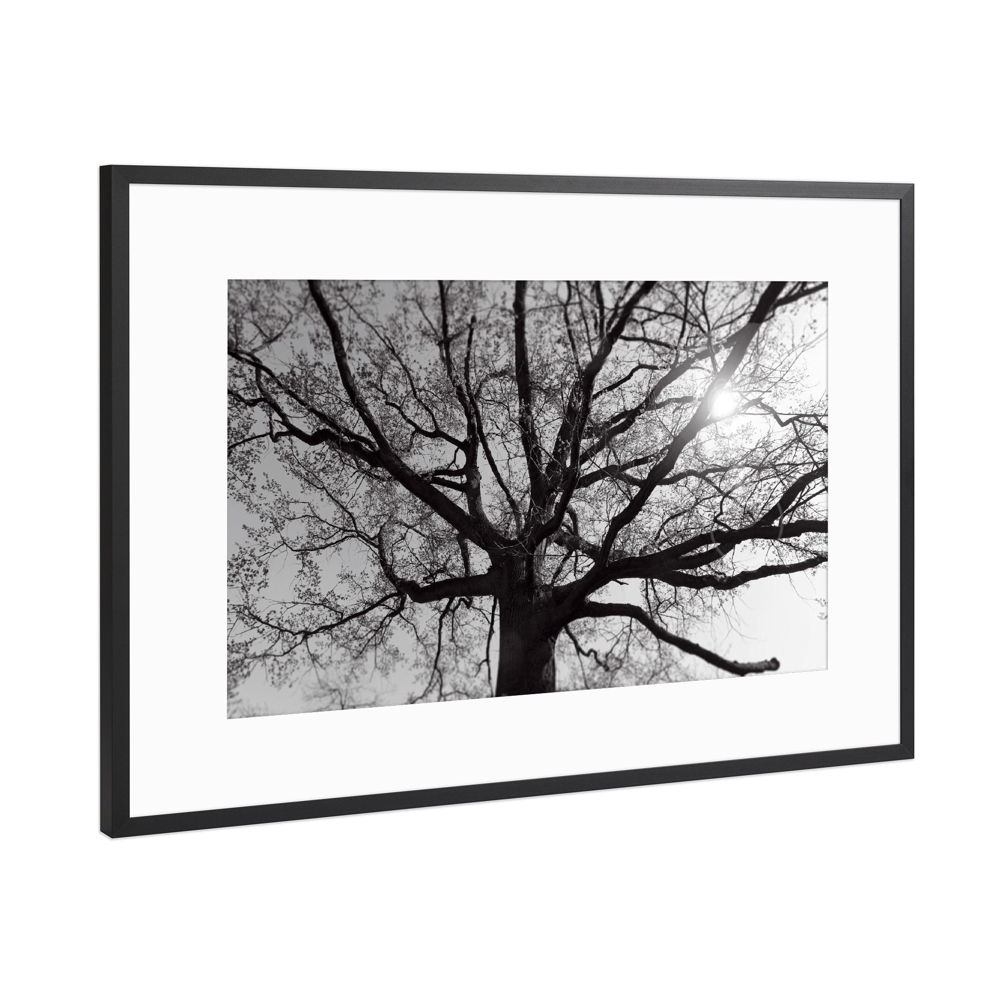 Poster mit Rahmen Schwarz (Metallic) "Verzweigter Baum, alte Eiche SW" artboxONE - Natur,Floral,Abstrakt,Schwarzweiß,Reise / Länder